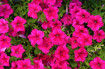 Vibrant Pink Petunias in Full Bloom