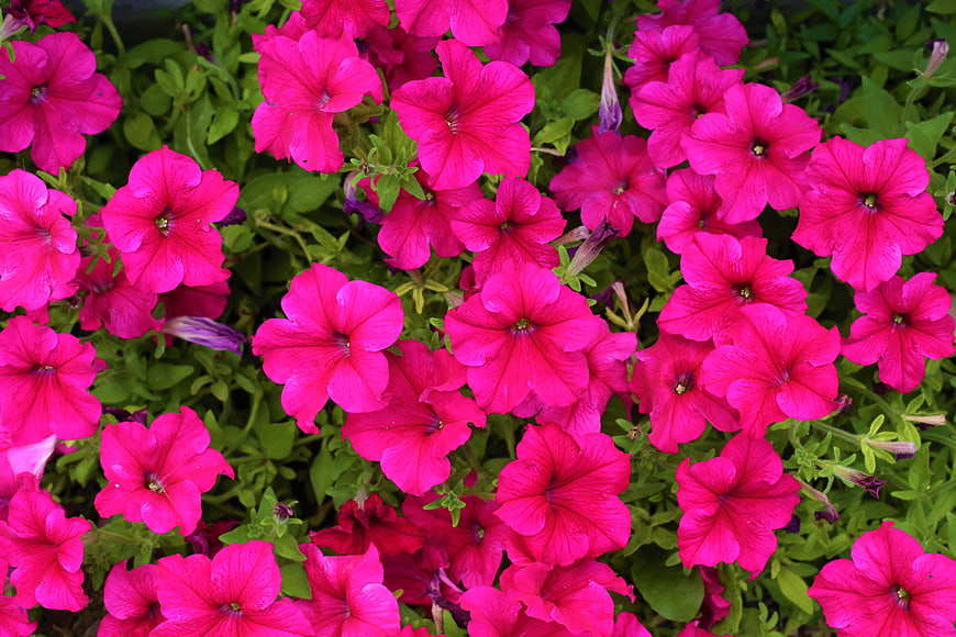 Vibrant Pink Petunias in Full Bloom
