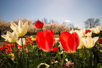 Vibrant Red and White Tulips in Spring Garden
