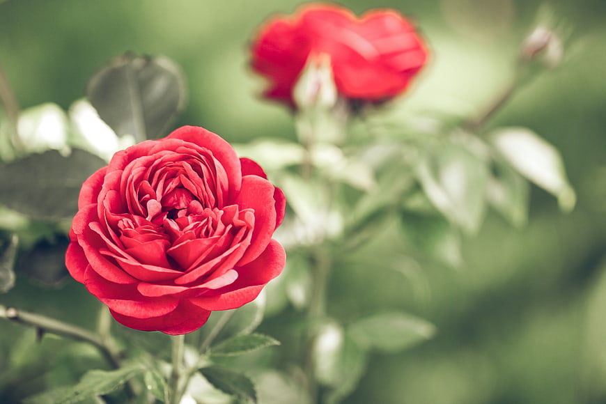 Vibrant Red Rose Bloom with Soft Green Background