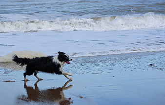 Black and white border collie running on wet sandy beach