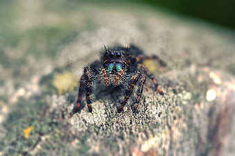 Close-up Macro of Jumping Spider on Bark