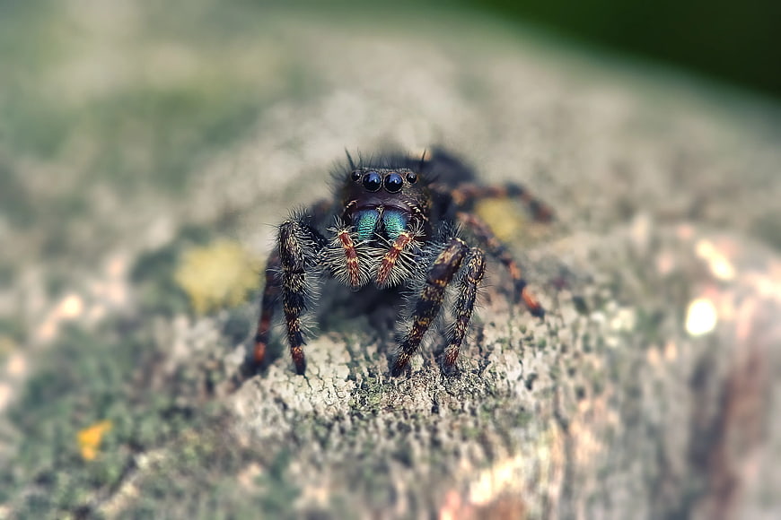 Close-up Macro of Jumping Spider on Bark