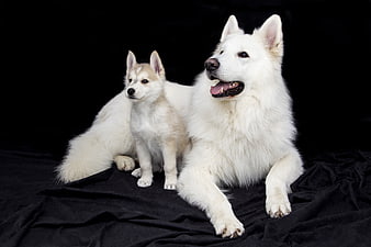 White Samoyed Adult Dog And Puppy On Black Background