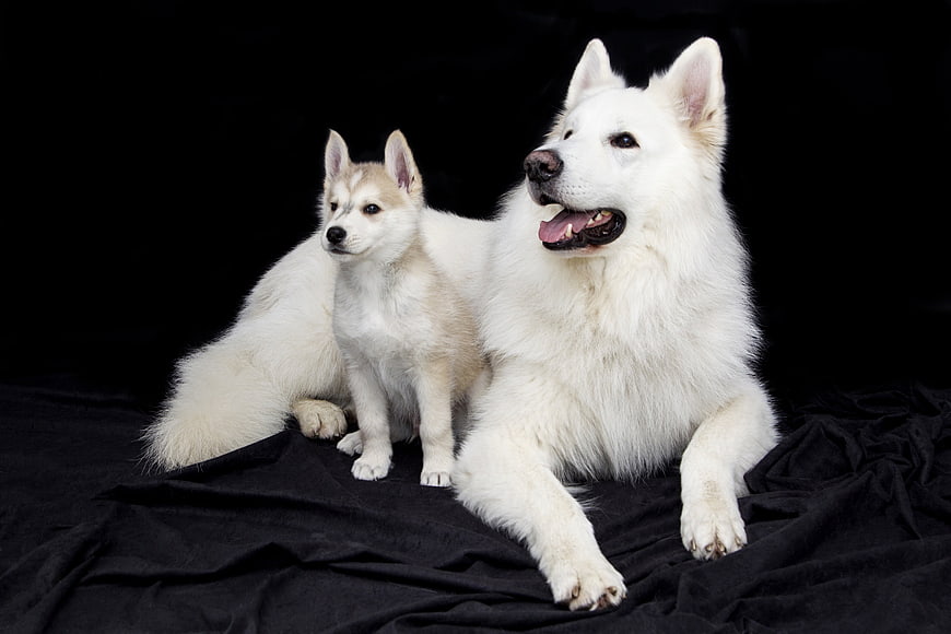 White Samoyed Adult Dog And Puppy On Black Background