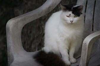 Fluffy Black and White Cat Sitting on Plastic Chair