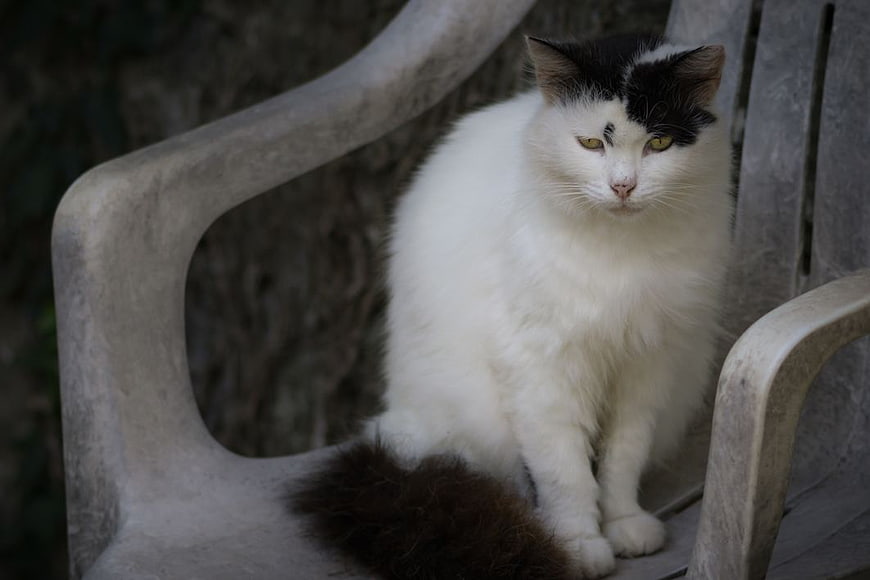 Fluffy Black and White Cat Sitting on Plastic Chair