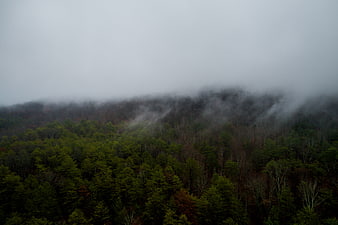Misty forest landscape with fog rolling over green trees
