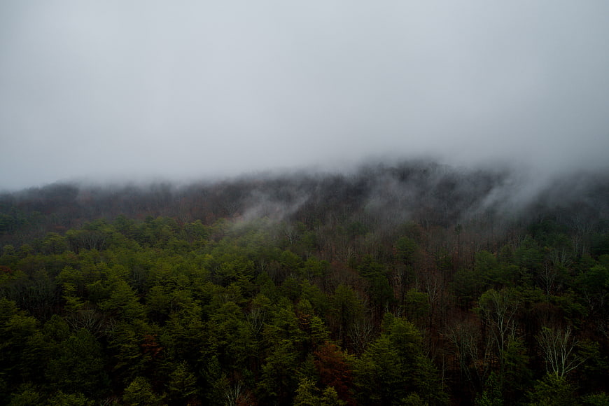 Misty forest landscape with fog rolling over green trees