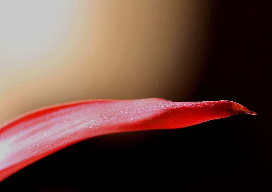Macro photography of a red plant leaf tip with blurred background
