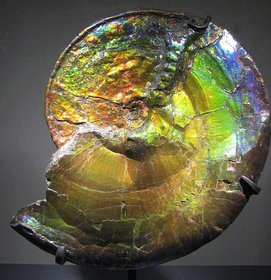 Iridescent Opalized Ammonite Fossil with Rainbow Colors