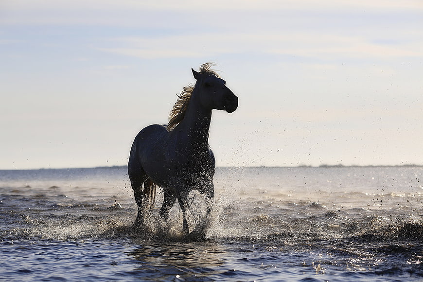 Black Horse Galloping in Ocean Waves