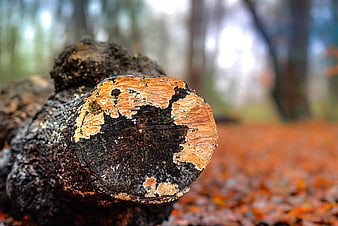 Close-up of decaying log in autumn forest