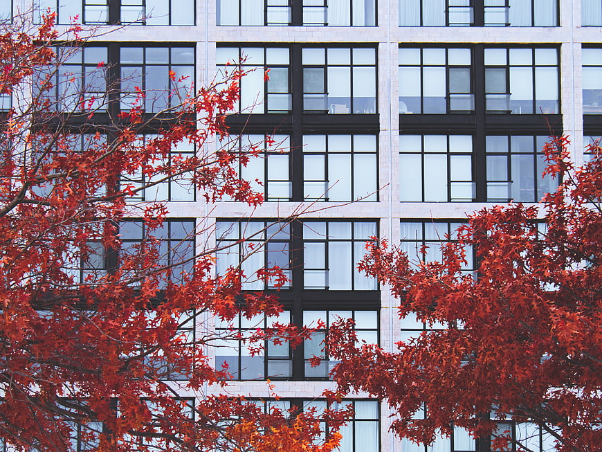 Red Autumn Leaves Against Modern Office Building Facade