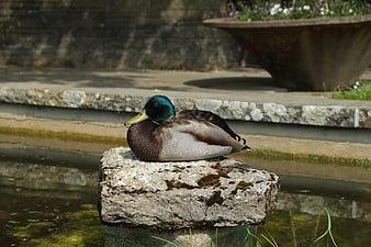 Male Mallard Duck Resting on Stone in Garden Pond