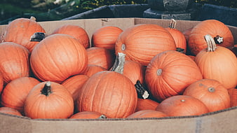 Fresh Orange Pumpkins in a Cardboard Box for Autumn Harvest