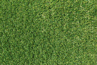 Top View of Green Grass Texture Background