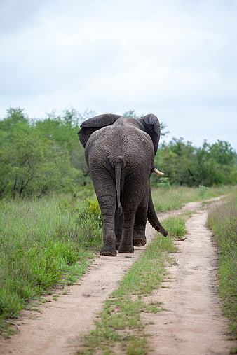 African Elephant Walking Away on Dirt Road in Savanna