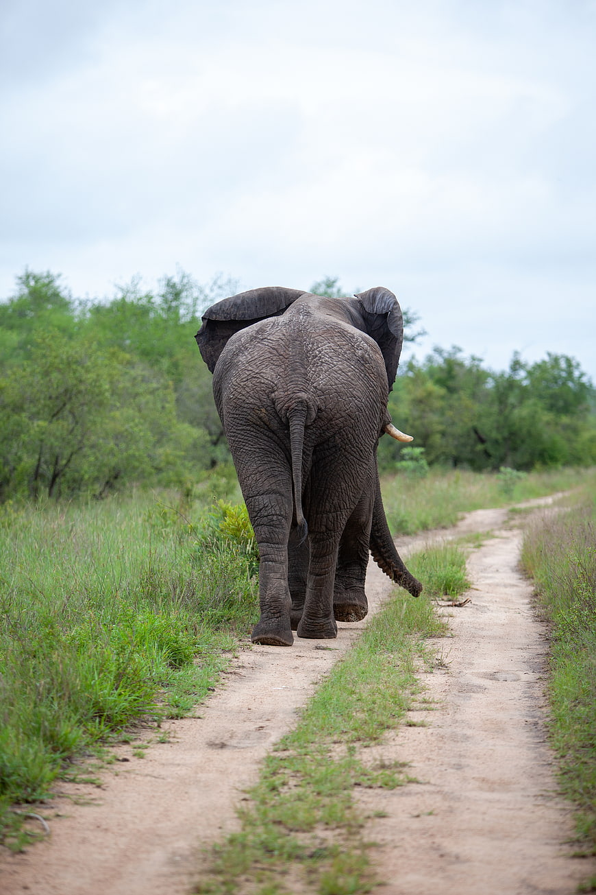 African Elephant Walking Away on Dirt Road in Savanna