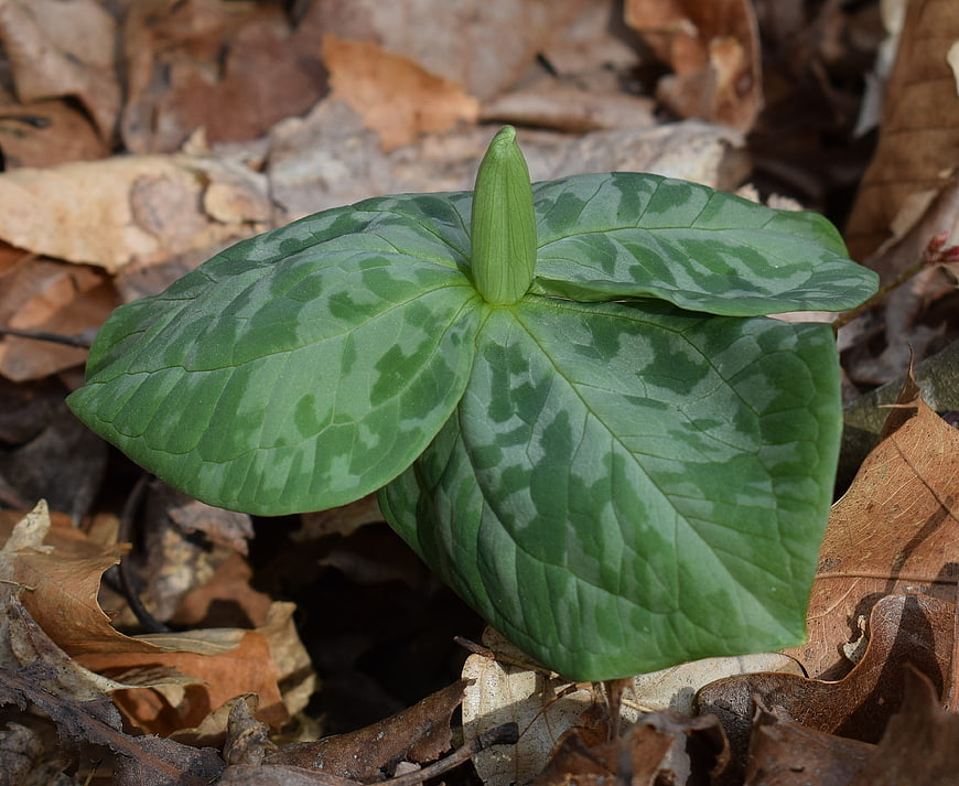 Mottled Trillium Bud Emerging from Forest Floor Leaves