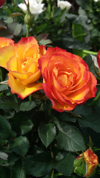 Vibrant Orange and Yellow Roses in Garden