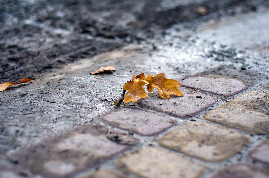 Wet Autumn Oak Leaves on Cobblestone Pavement