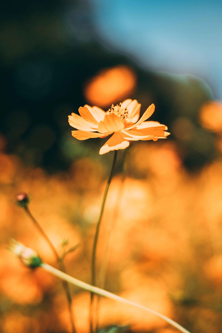 Close-up of a yellow cosmos flower in a blurred field