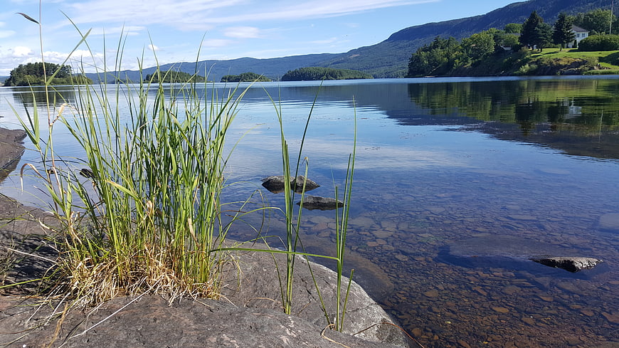 Serene Lake Landscape with Reeds and Mountain Reflections