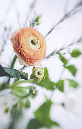 Soft Focus Peach Ranunculus Flower with Green Bud