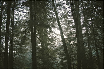 Misty forest with tall pine trees and soft light