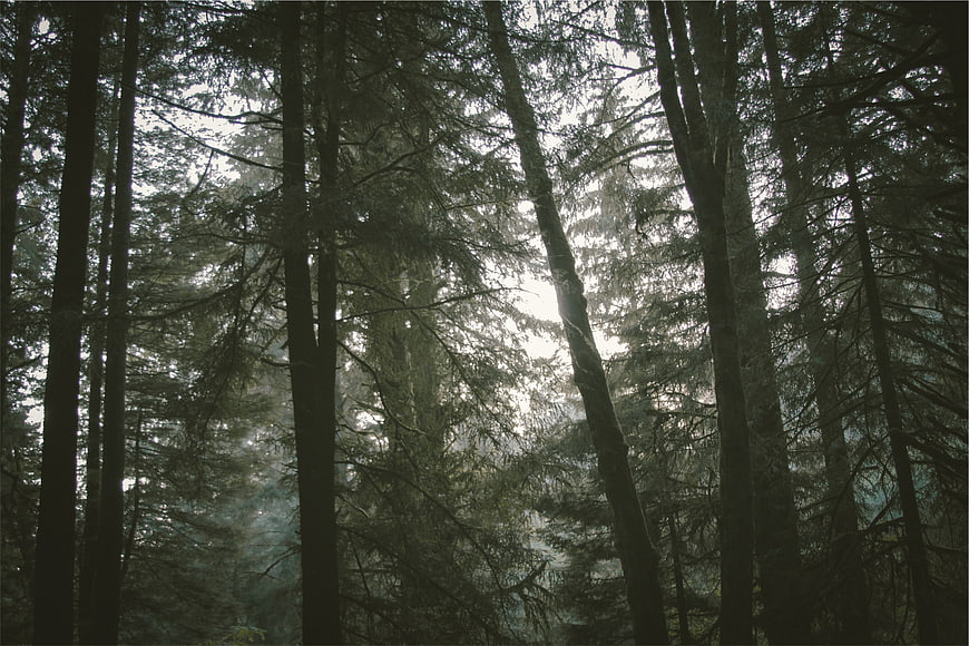Misty forest with tall pine trees and soft light