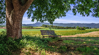 Wooden bench under large tree overlooking green rural fields and distant mountains