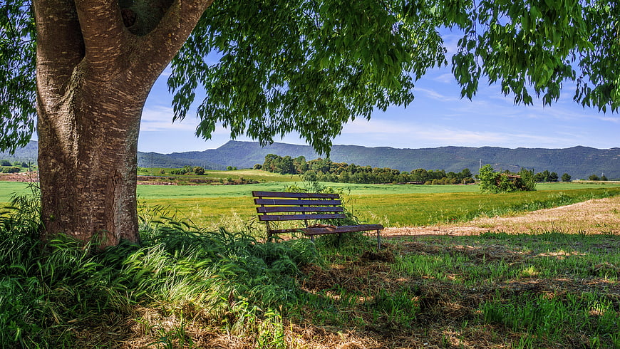 Wooden bench under large tree overlooking green rural fields and distant mountains