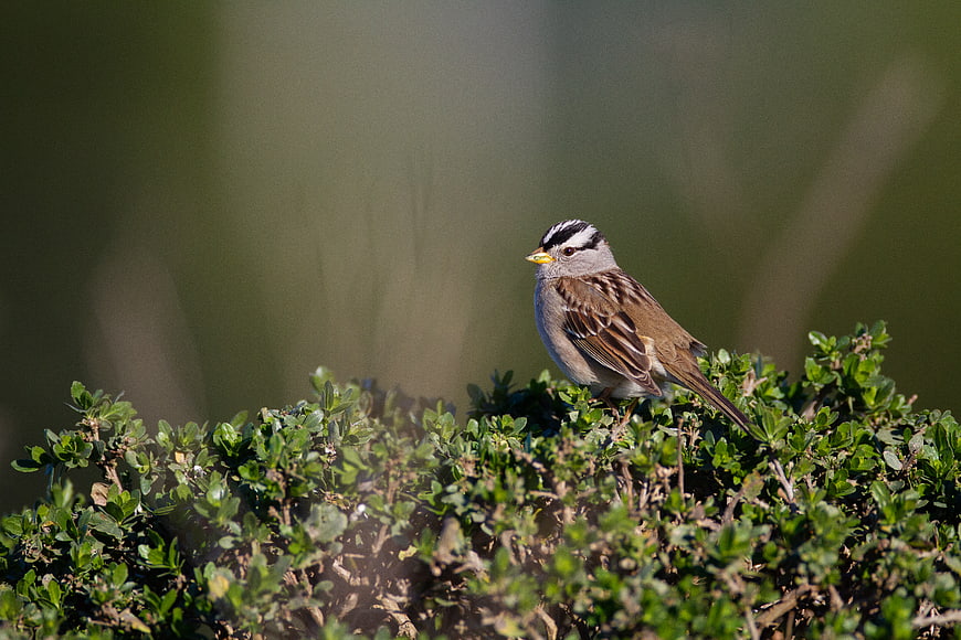 White-crowned Sparrow Perched on Green Bush in Nature