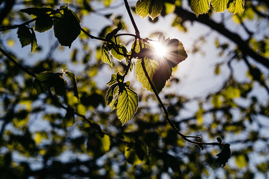 Sunlight shining through green leaves on a tree branch
