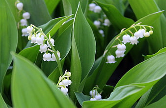 White Lilies of the Valley Blooming in Green Leaves