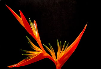Vibrant Red Bird of Paradise Flower on Black Background