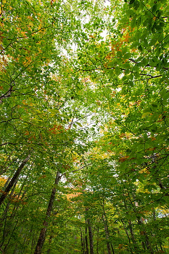 Low angle view of lush green forest canopy with sunlight