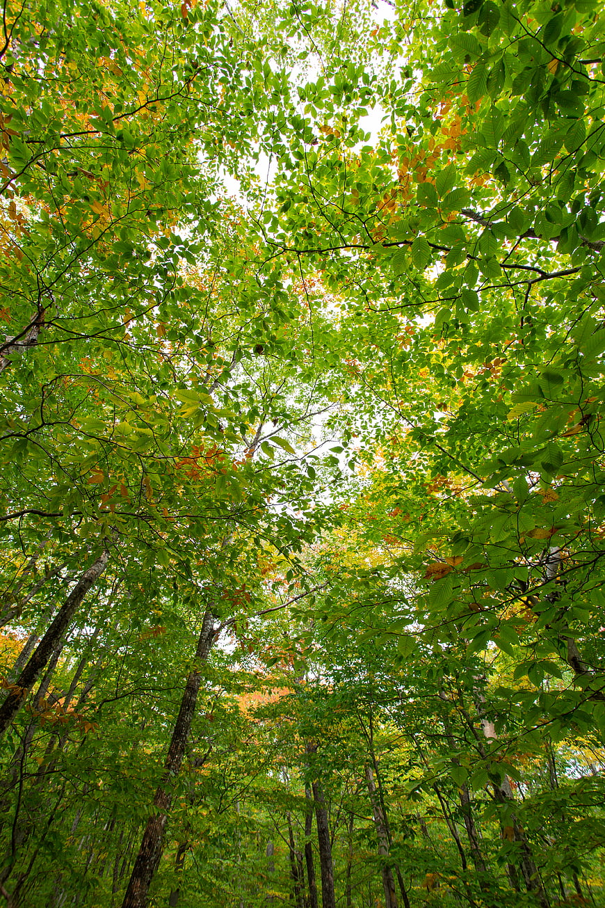 Low angle view of lush green forest canopy with sunlight