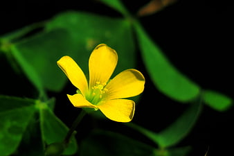 Close-up of a bright yellow flower with green leaves