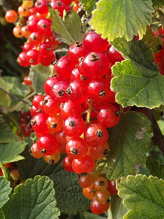 Close-up of ripe red currants on a bush