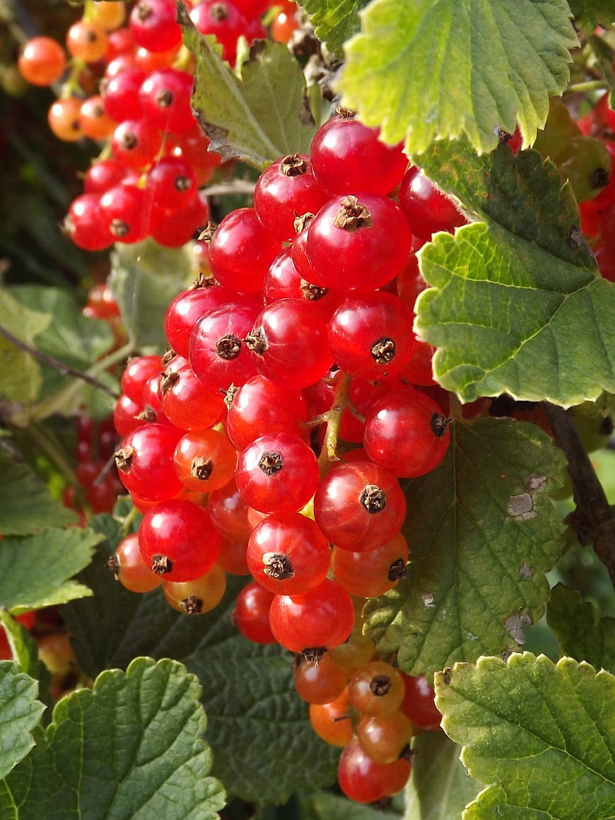 Close-up of ripe red currants on a bush