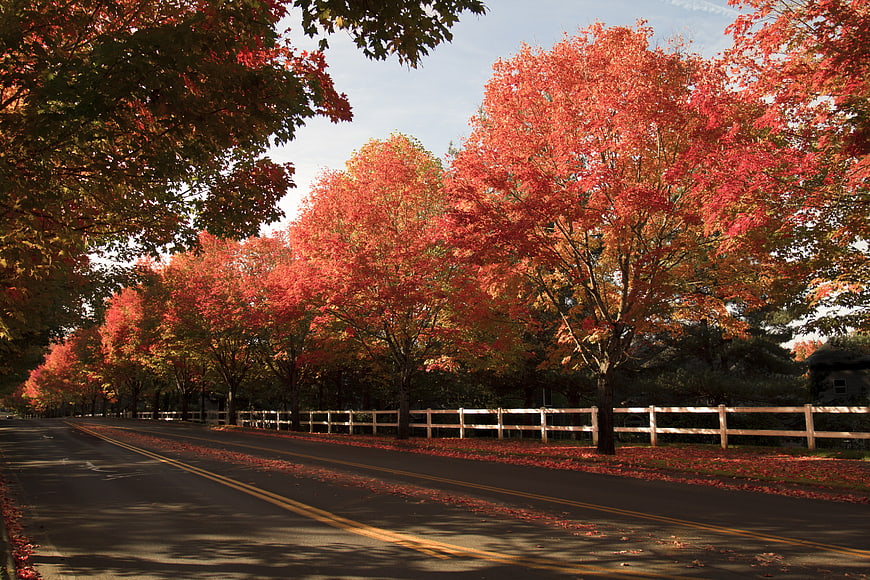 Scenic Country Road Lined with Vibrant Red Autumn Trees