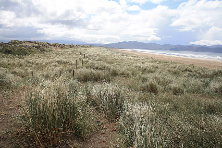 Coastal dunes with marram grass leading to sandy beach