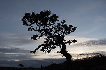 Silhouette of gnarled tree against dramatic cloudy sky