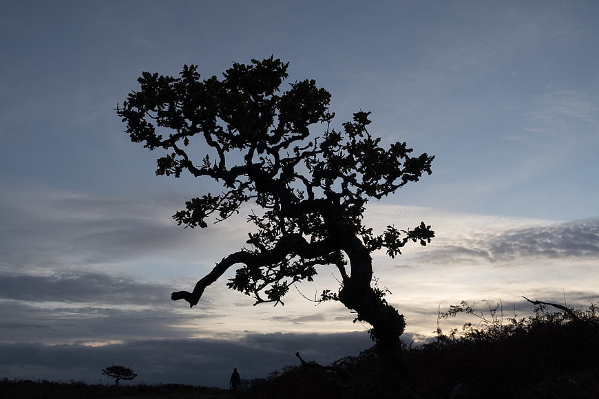 Silhouette of gnarled tree against dramatic cloudy sky