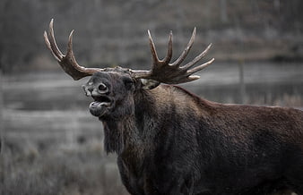 Majestic Bull Moose With Large Antlers In Natural Habitat