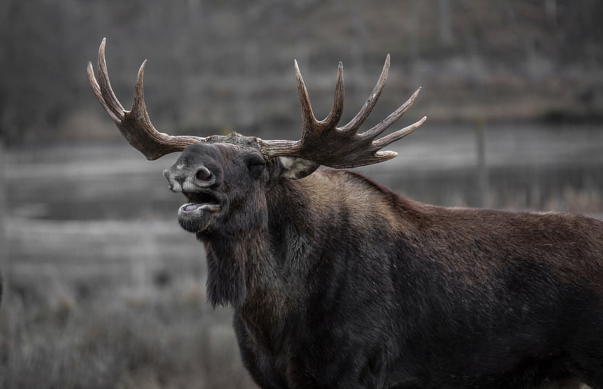 Majestic Bull Moose With Large Antlers In Natural Habitat
