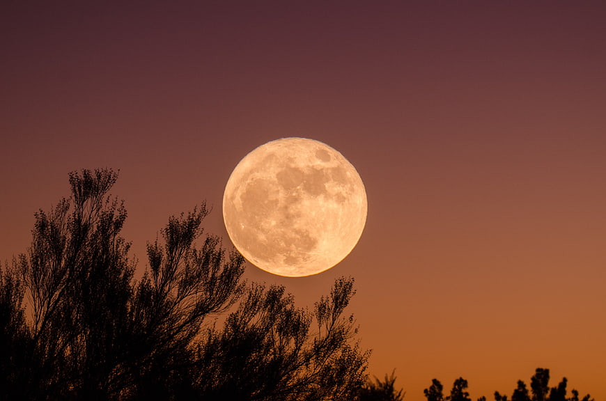 Full Moon Rising Over Silhouetted Trees at Sunset