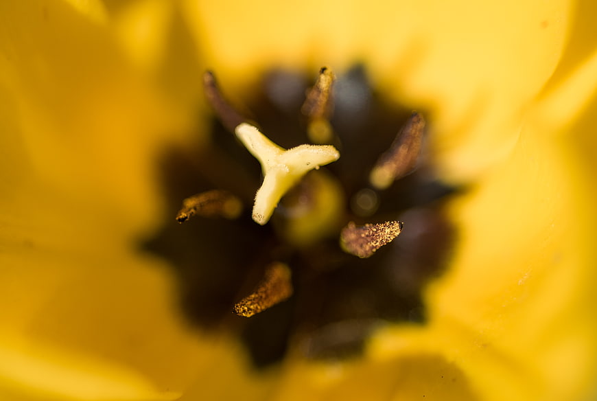 Macro Close-Up of Yellow Tulip Stamen and Pistil